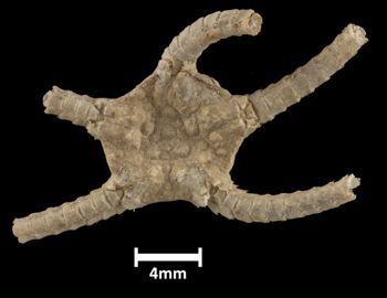 Media type: image;   Invertebrate Zoology OPH-660 Description: Top down view of single ophiuroid specimen with a scale bar.;  Aspect: dorsal